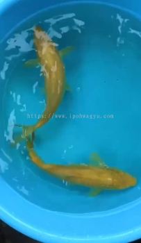 MANGO KARASHI 26cm from TORAZO KOI FARM