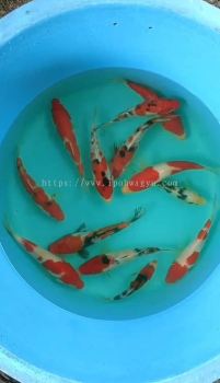 13PCS OFFER COMBO GENUINE JAPAN KOI 18-20cm MARUSEI FARM