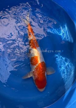 DANICHI KOHAKU 60cm with CERT