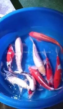 JAPAN KOI 35-40cm FROM MARUSEI FARM