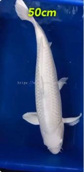 Genuine Japan Koi Silver Platinum 50cm from Konishi Farm