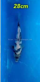 Genuine Japan Koi 27cm Shiro Utsuri high grade from OMOSAKO FARM 