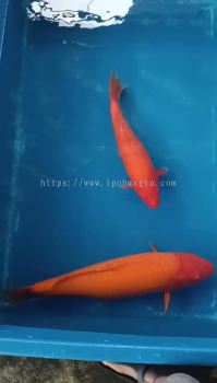 JAPAN ORENJI KOI 55cm from SAKAI FARM