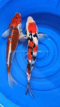 JAPAN / AUSTRALIAN KOI JUMBO BREED