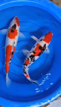 35CM - 38CM JAPAN / AUSTRALIAN KOI JUMBO BREED