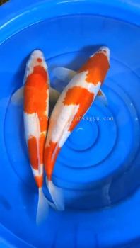 JAPAN AUSTRALIA MIX BREED KOI