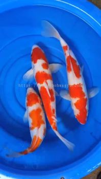 35CM - 38CM JAPAN AUSTRALIA MIX BREED KOI