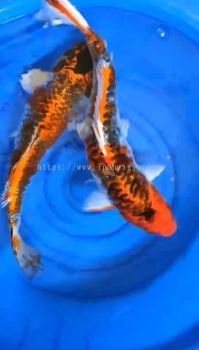 JAPAN AUSTRALIA 35CM - 38CM MIX BREED KOI