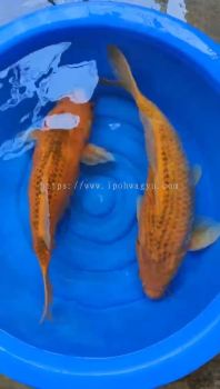 JAPAN / AUSTRALIAN KOI JUMBO BREED SIZE CHAGOI 38CM - 42CM