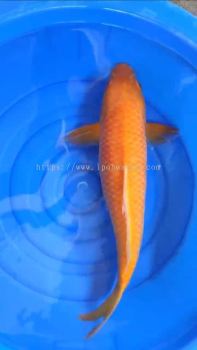 55CM JAPAN / AUSTRALIAN KOI JUMBO BREED SIZE CHAGOI