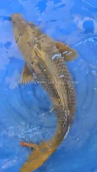 JAPAN / AUSTRALIAN KOI JUMBO BREED SIZE CHAGOI 50cm - 58cm