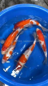 JAPAN MOMOTARO KOHAKU 40CM++ with CERT