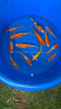 5PCS JAPAN KOI LOCAL BREED PREMIUM GRADE 5" - 7” COMBO