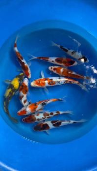 JAPAN KOI 23-26CM FROM MARUSEI FARM