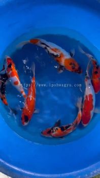 OFFER JAPAN 30CM - 38CM KOI