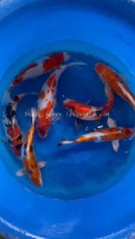 30CM - 38CM OFFER JAPAN KOI