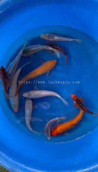 25CM - 28CM OFFER JAPAN KOI COMBO