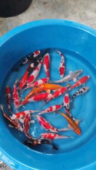 7“ - 8” SUPER PREMIUM GRADE LOCAL BREED KOI FISH