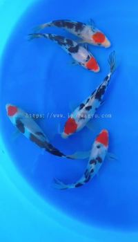 Japan Tancho Sanke 20-25cm from Sakai Farm