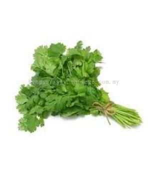 Coriander