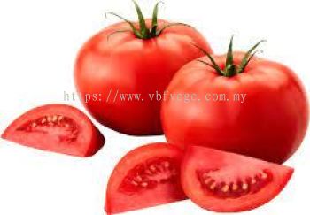 Tomato (XL)