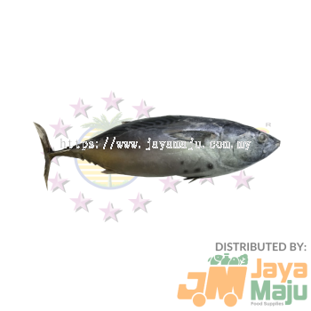 BB BONITO_ IKAN KAYU