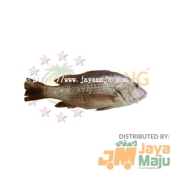 IKAN JENAHAK / GOLDEN SNAPPER