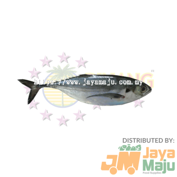 IKAN CENCARU / HARD TAIL SCAD