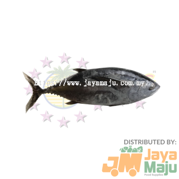 IKAN TENGGIRI / MACKEREL