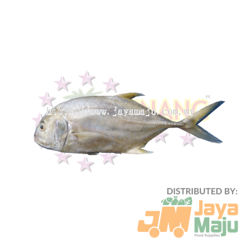 BB TREVALLY _ IKAN NYOK-NYOK