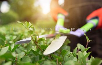 Landscape Maintenance Services & Tree Cutting Services