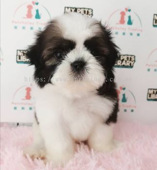 Shih Tzu 西施