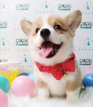 Welsh Corgi 柯基