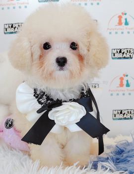 Maltipoo 马尔泰迪