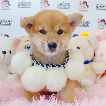 Shiba Inu 柴犬