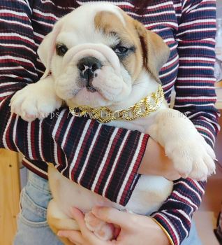 English Bulldog 英斗