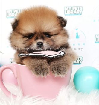 Mini Pomeranian 迷你博美