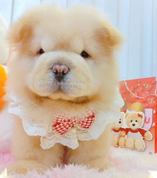 Chow Chow 松狮犬