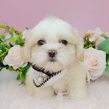 Shih Tzu 西施