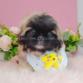 Pekingese 北京犬