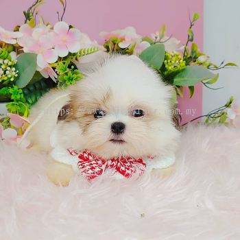 Shih Tzu 西施