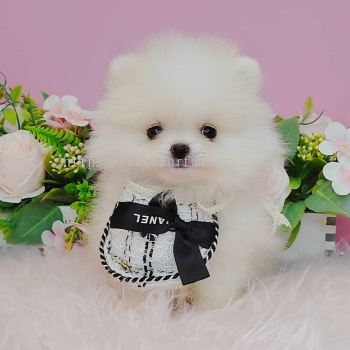 Pomeranian 博美