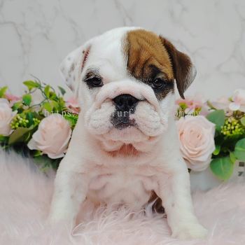 English Bulldog 英斗