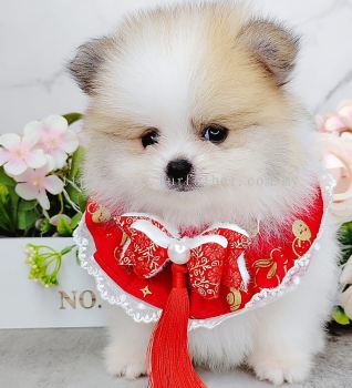 Pomeranian 博美