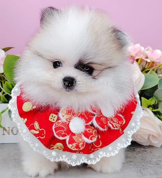 Pomeranian 博美