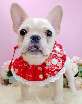 French Bulldog 法斗