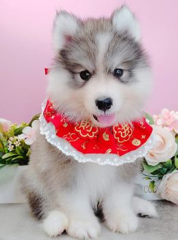 Pomsky 博士奇