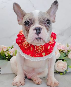 French Bulldog 法斗