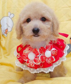  Poodle 泰迪贵宾