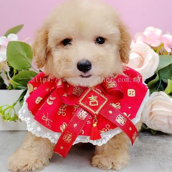  Poodle 泰迪贵宾